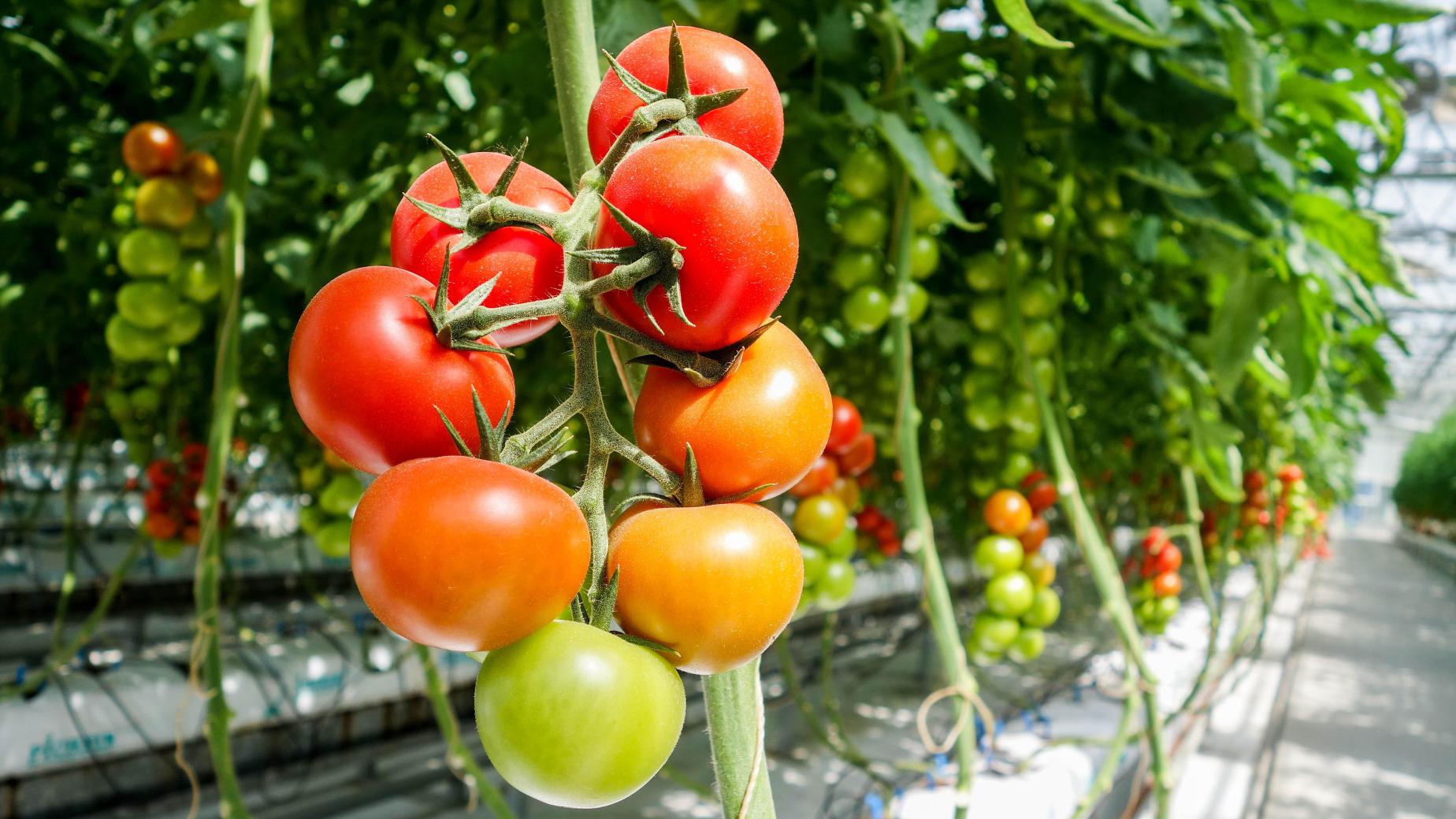 Gewächshausdüngung mit Kohlendioxid von Tomaten